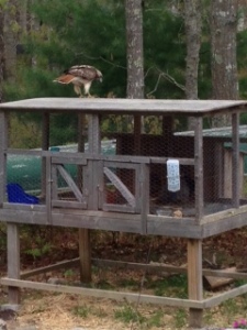 Our local hawk trying to make our bunnies his free meal